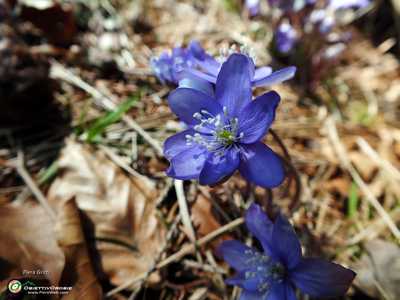 77 Erba Trinità - Hepatica Nobilis .JPG